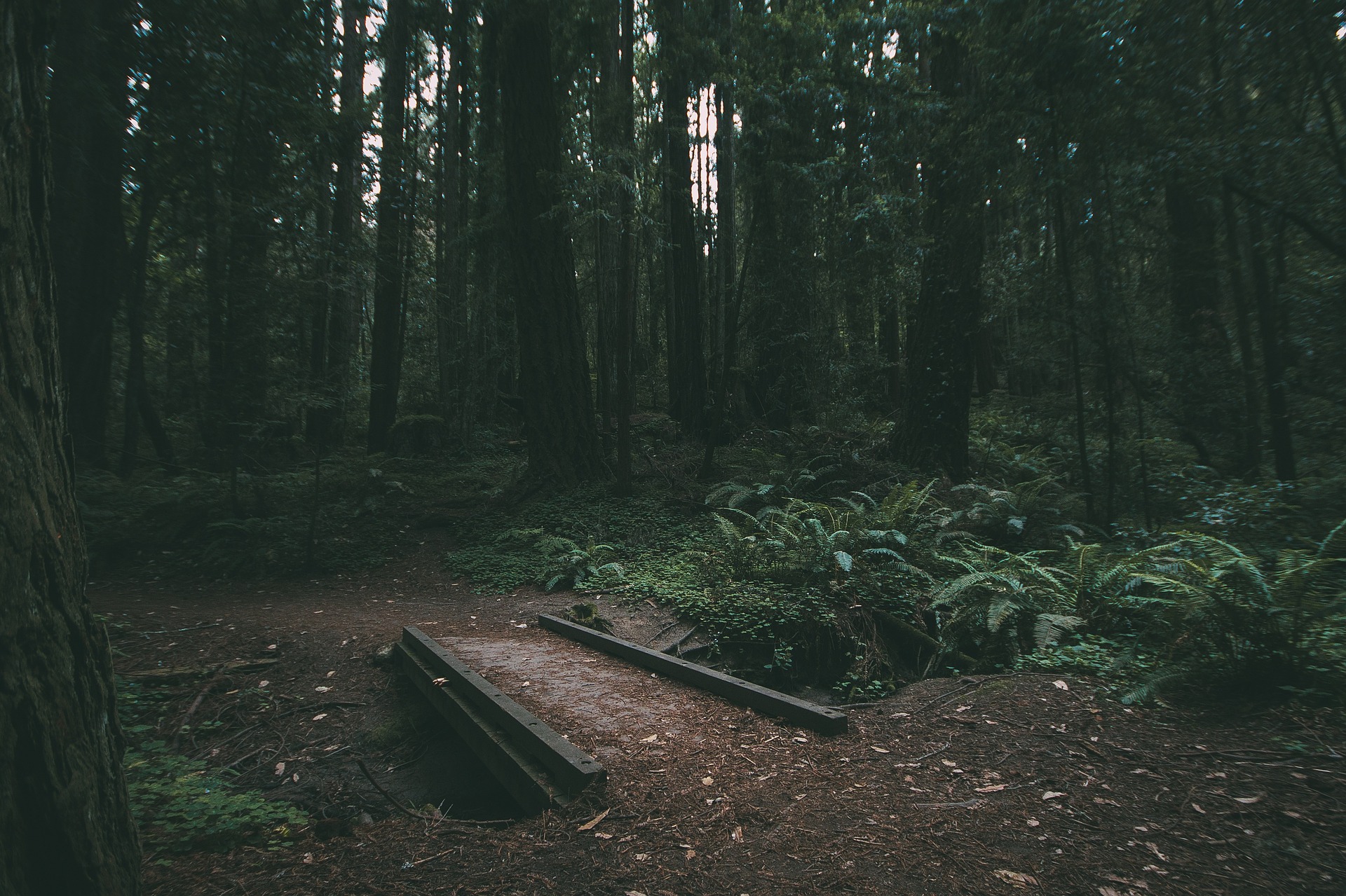 Backwoods